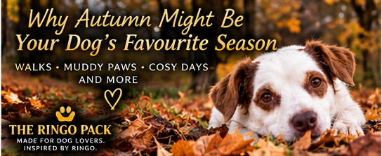 Ringo enjoying an autumn day surrounded by golden leaves, representing autumn life with dogs in the UK.