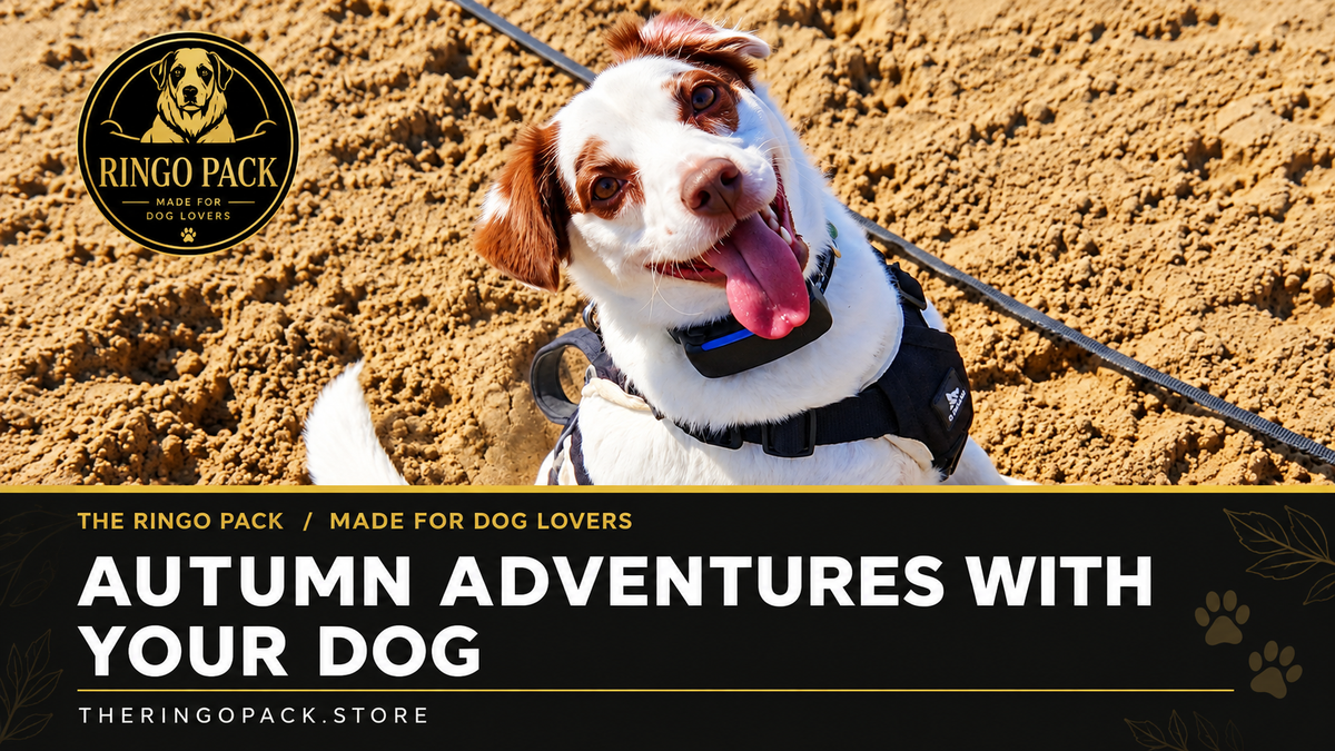 Autumn Adventures With Your Dog: Make the Memories Last
