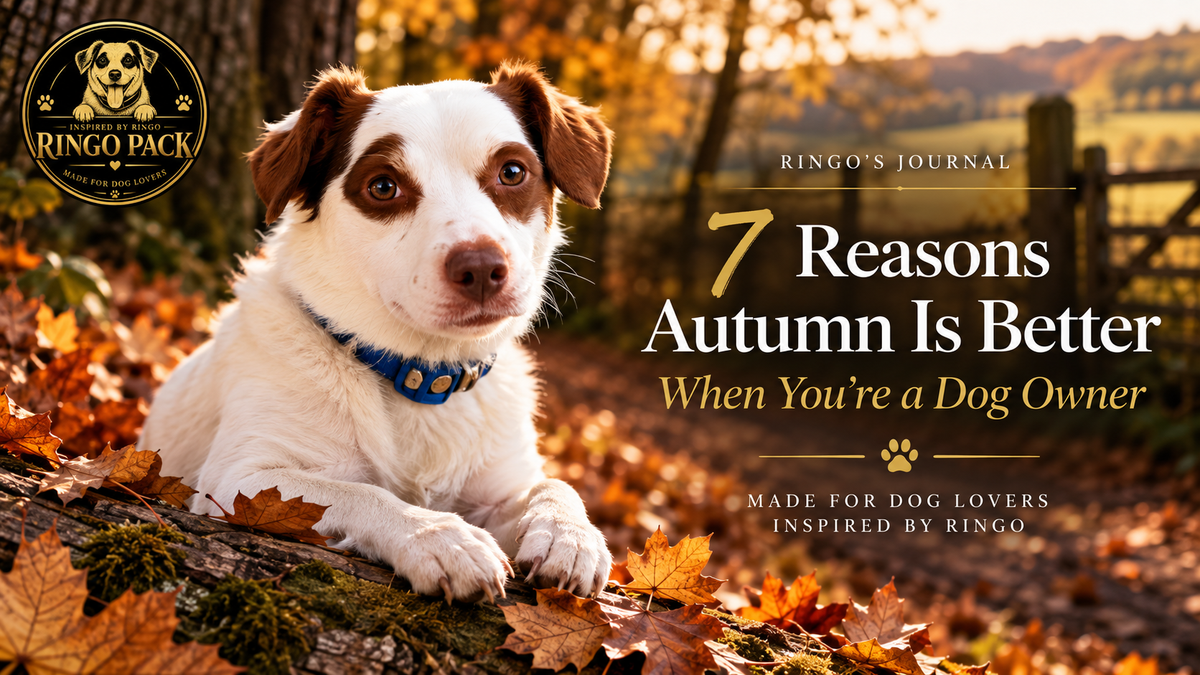 7 Reasons Autumn Is Better When You're a Dog Owner