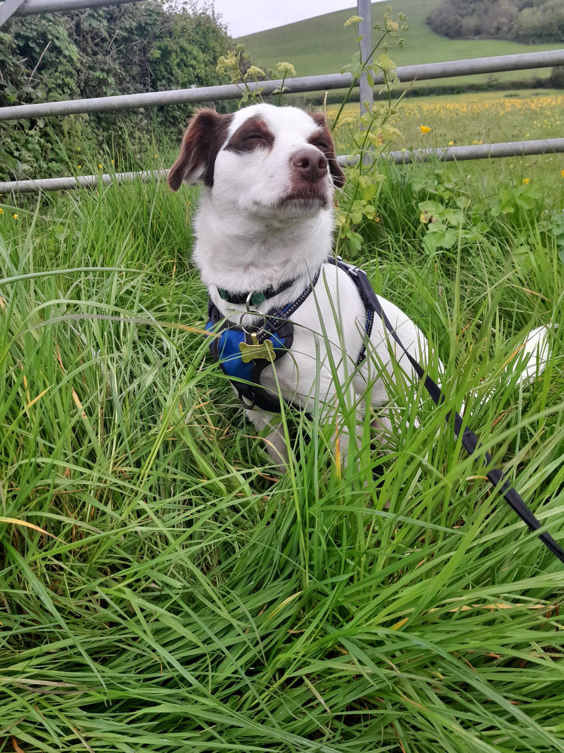 International Dog Day: 10 Little Things Our Dogs Do That Mean Everything