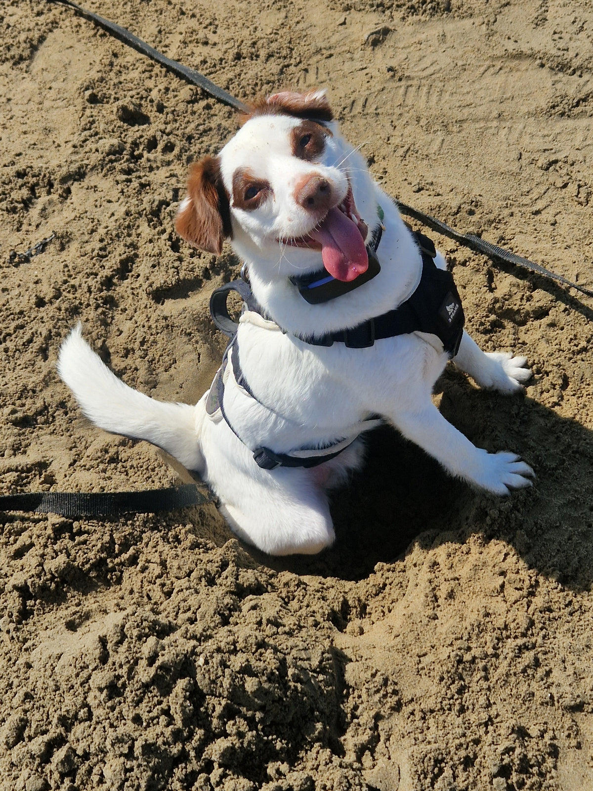 Meet Ringo