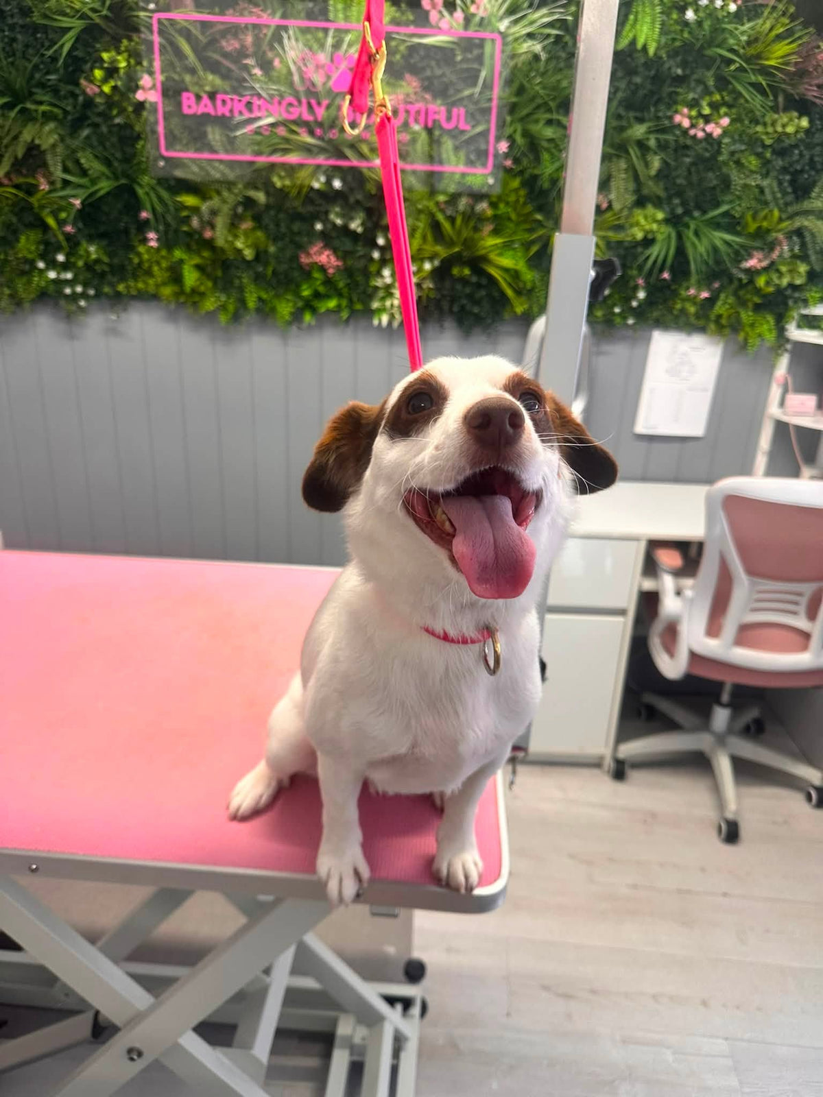 A small white and brown dog sits on a pink grooming table in a salon, wearing a pink collar with a leash attached. The background shows a green leafy wall, gray paneled wall, and office chair.