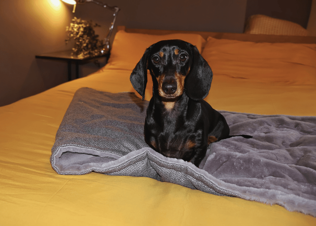 The Balmoral Luxury Herringbone Reversible Dog Blanket