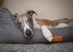 Dog lying on a gray pet bed with a visible brand label.