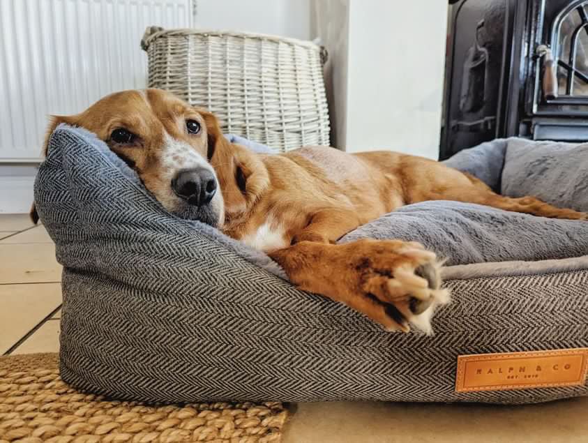 Dog lying on a textured gray pet bed with a visible brand logo.