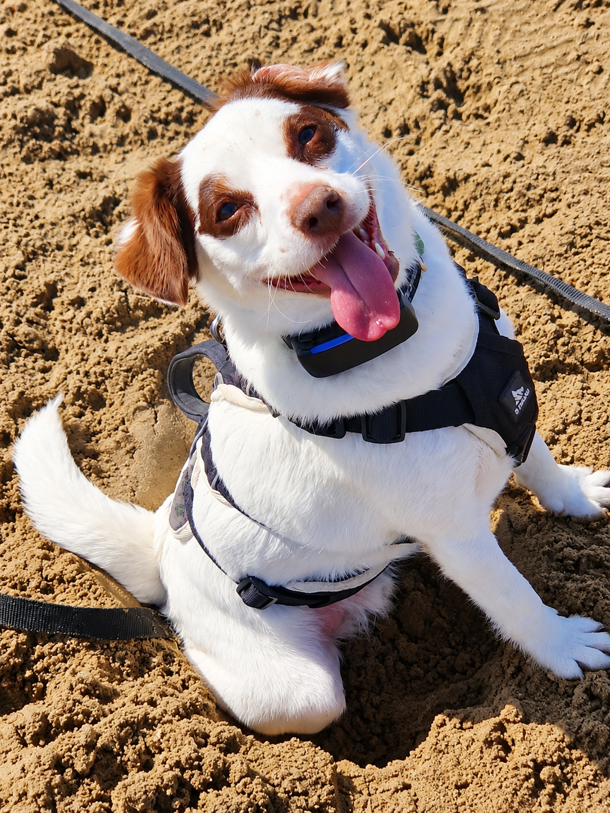 White and brown Jack Russell dog sitting on the sand smiling with his tongue out