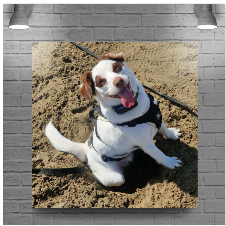 Personalised Pet Photo Canvas – Your Dog’s Photo on Canvas