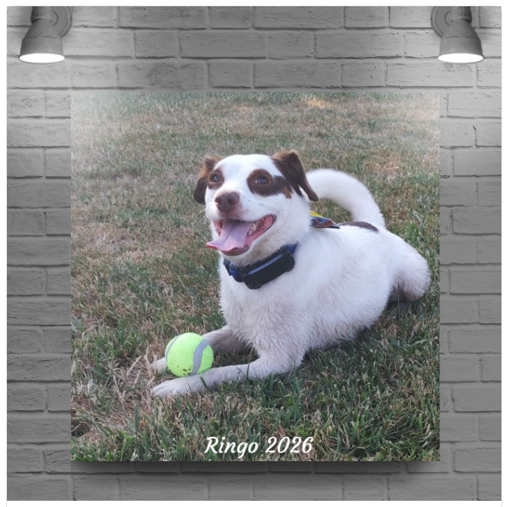 Personalised Pet Photo Canvas – Your Dog’s Photo on Canvas