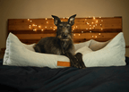 The Highclere Luxury Memory Foam Bolster Dog Bed
